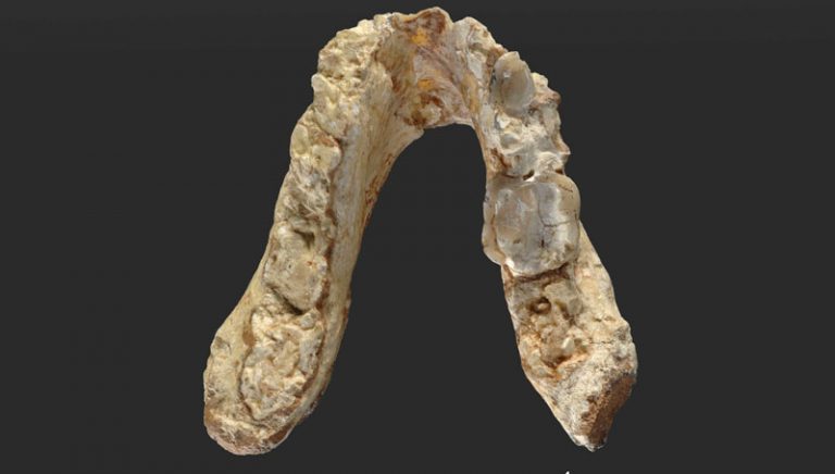 Ξεκινούν ανασκαφές στη Βουλγαρία για τον “επαναστάτη” Γκρεκοπίθηκο