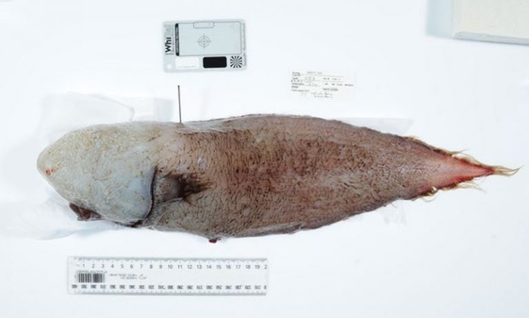 Εμφανίστηκε μετά από 100 χρόνια το ψάρι χωρίς πρόσωπο