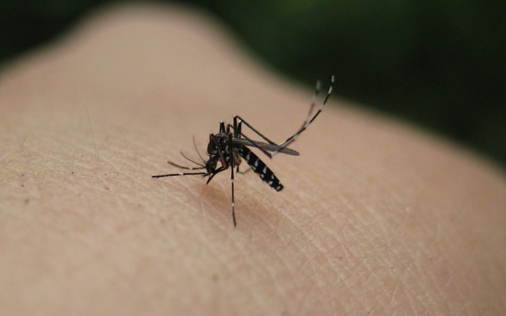 Όσα πρέπει να ξέρετε για τον ιό του Δυτικού Νείλου