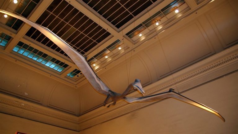 Πουλιά και πτερόσαυροι ήταν φίλοι και όχι εχθροί