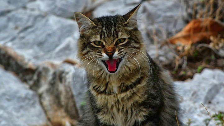 Οι γάτες στην ιστορία της τέχνης-μια εικονική έκθεση