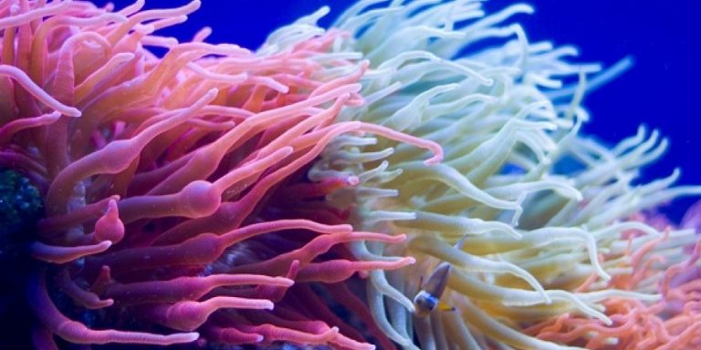 Επιστήμονες φυτεύουν κοράλλια στο βυθό της Θάλασσας της Νότιας Κίνας