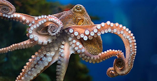 H επιστήμονας που ανακάλυψε την ψυχή του χταποδιού (vid)