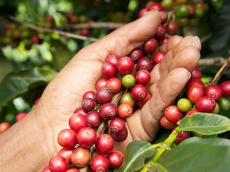 H Αβάνα προωθεί τη βιολογική καλλιέργεια καφέ