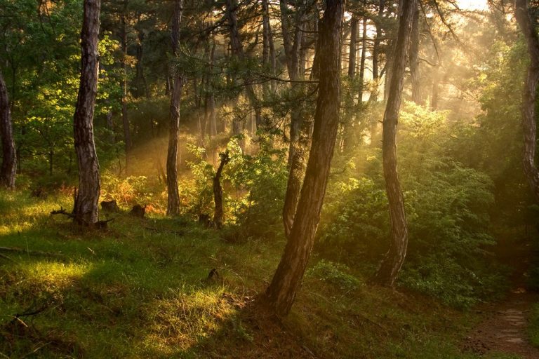 Η ρύπανση προκαλεί ασθένειες στα δάση