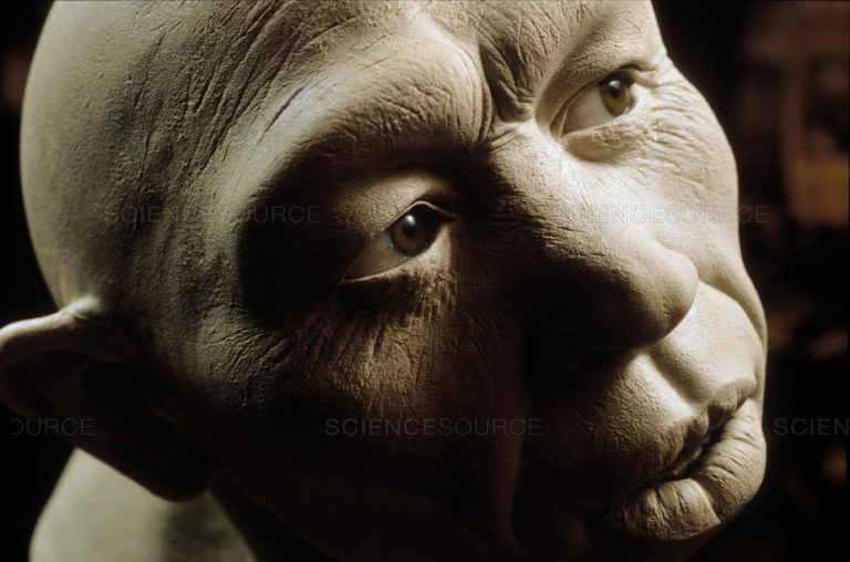 Ο Homo erectus ήταν ο πρώτος που μίλησε