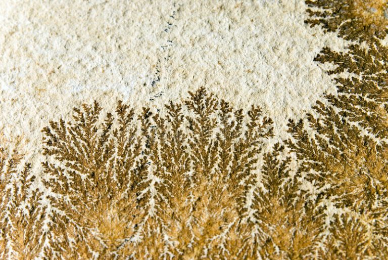 Τα φυτά εμφανίστηκαν στη Γη 100.000.000 χρόνια νωρίτερα