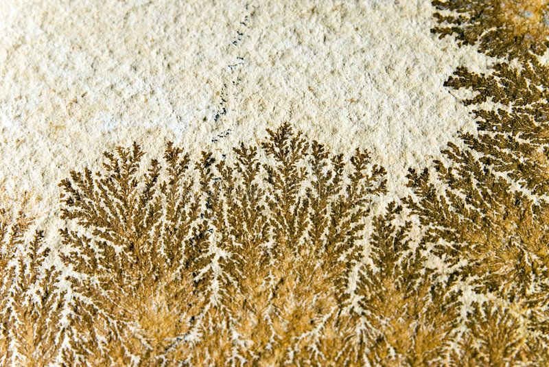 Τα φυτά εμφανίστηκαν στη Γη 100.000.000 χρόνια νωρίτερα