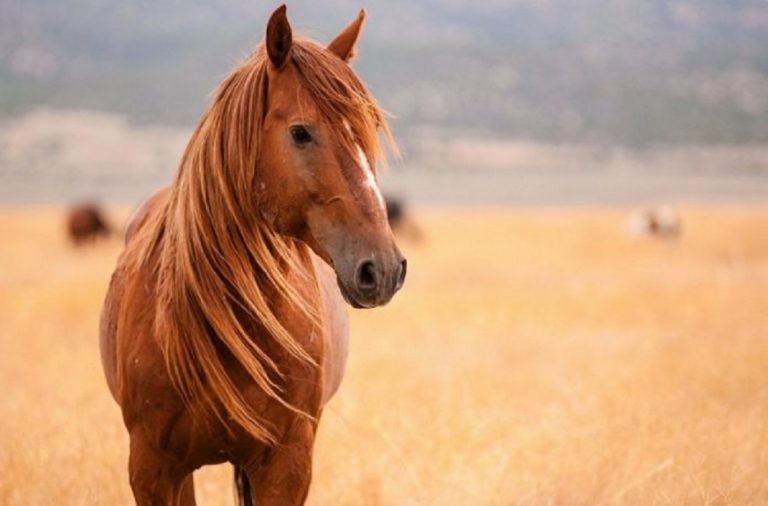 Όσα ξέραμε για τα άλογα να τα ξεχάσουμε