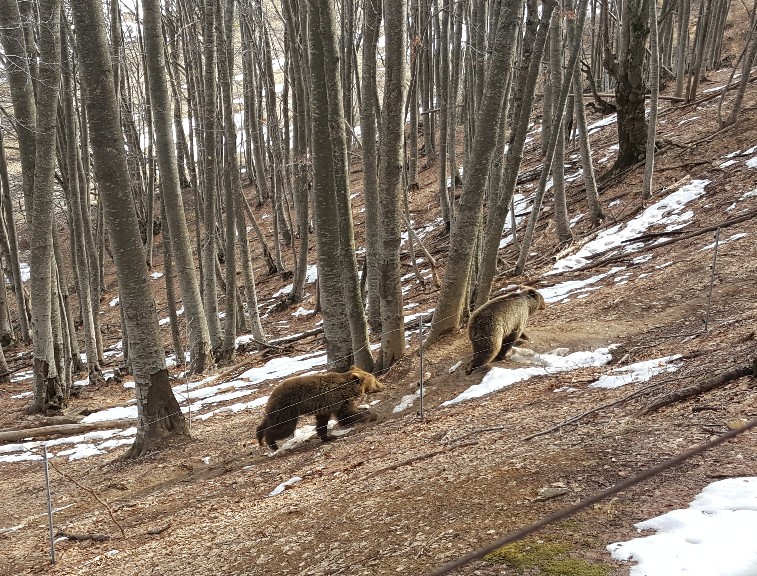 Ξύπνησαν οι αρκούδες στον Αρκτούρο (pics)