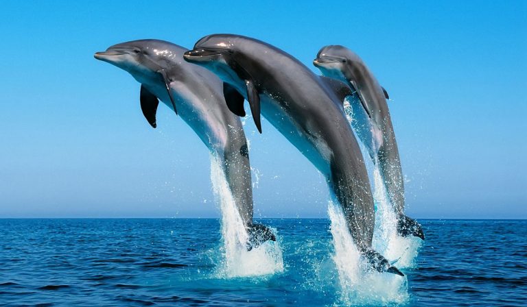 «Ανταγωνιστική» η σχέση ανθρώπου με τα δελφίνια στον Θερμαϊκό