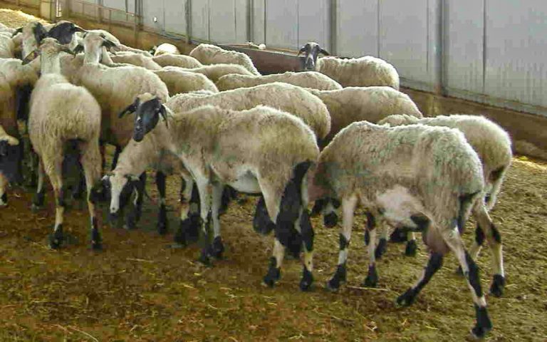Η επαφή με τα πρόβατα ευνοεί τη σκλήρυνση κατά πλακας
