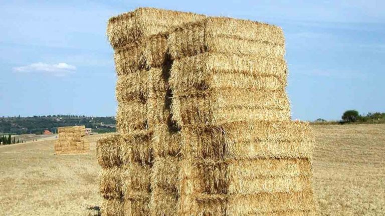 Ηλεκτρική ενέργεια από άχυρο στον θεσσαλικό κάμπο