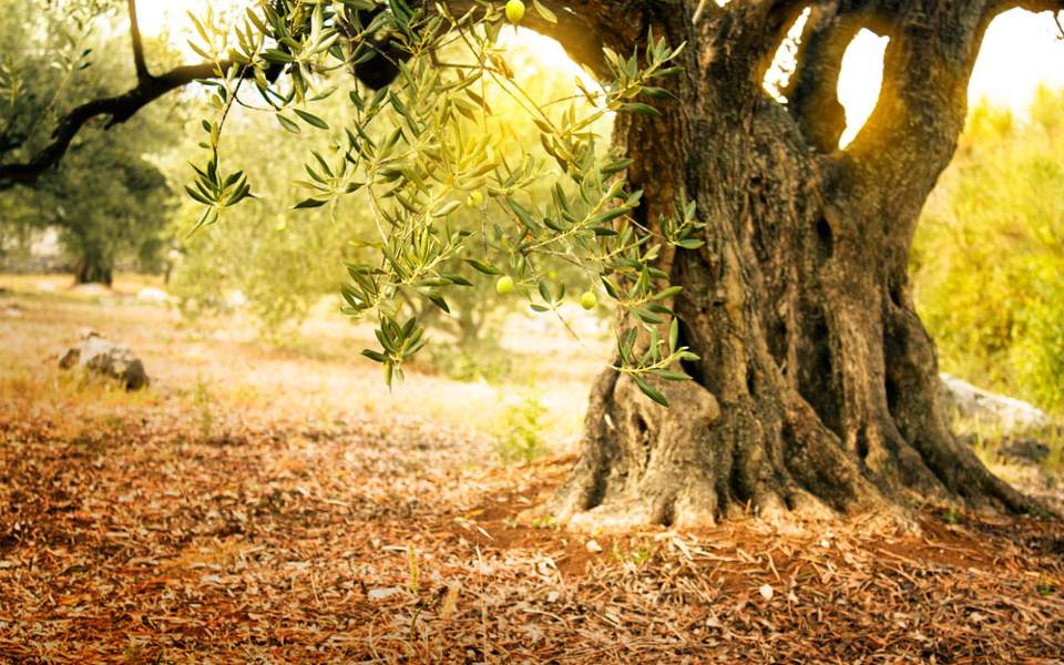 Οι Δελφικοί Ελαιώνες στο πανεπιστήμιο του Yale
