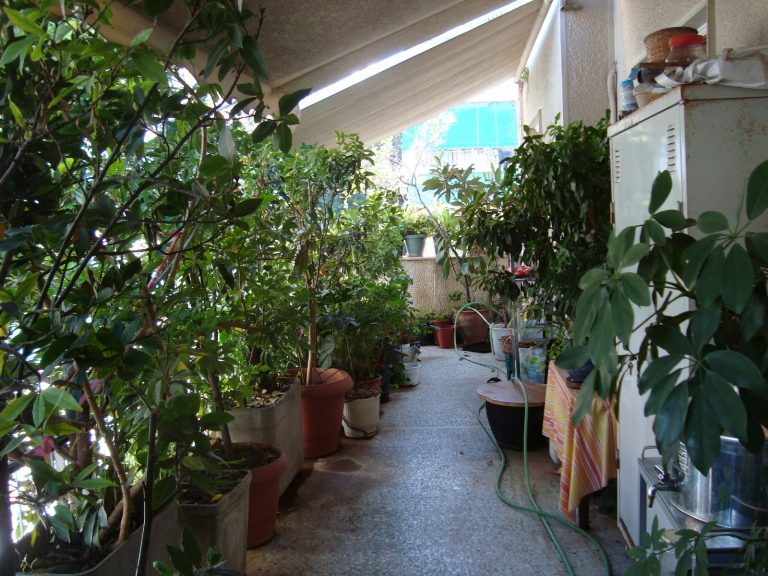 Πώς να προστατεύσουμε τα φυτά από τη ζέστη