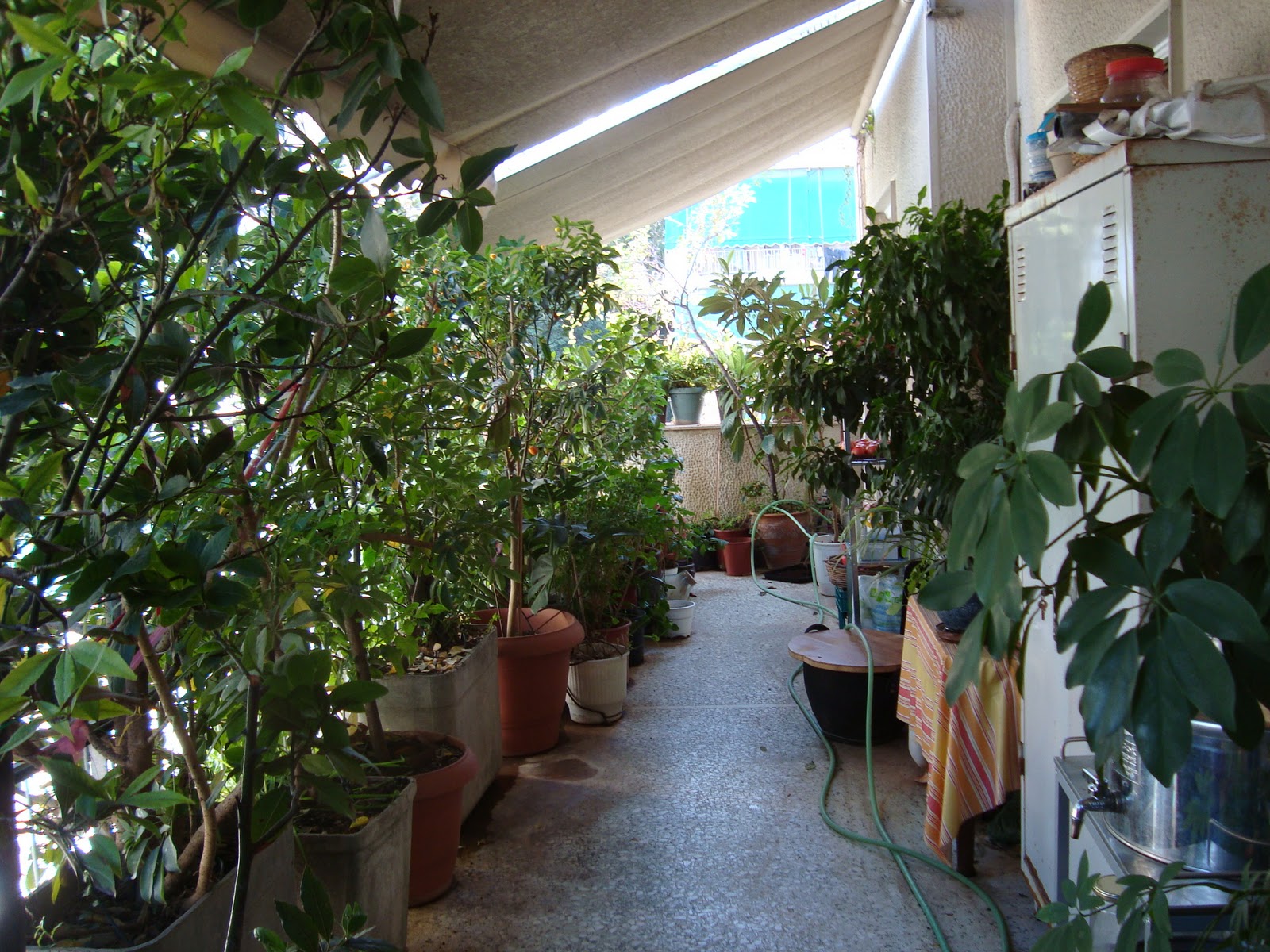 Πώς να προστατεύσουμε τα φυτά από τη ζέστη