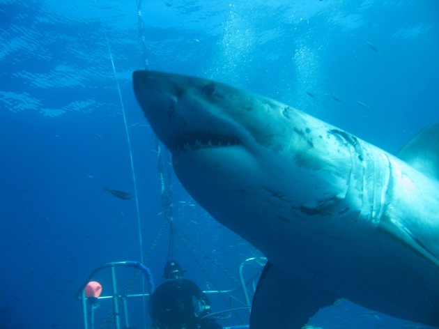 Deep Blue: Ο μεγαλύτερος…μεγάλος λευκός καρχαρίας που έχει καταγραφεί ποτέ