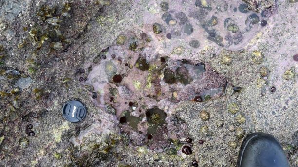 Βρήκαν τη μεγαλύτερη πατημασιά στην ιστορία του πλανήτη