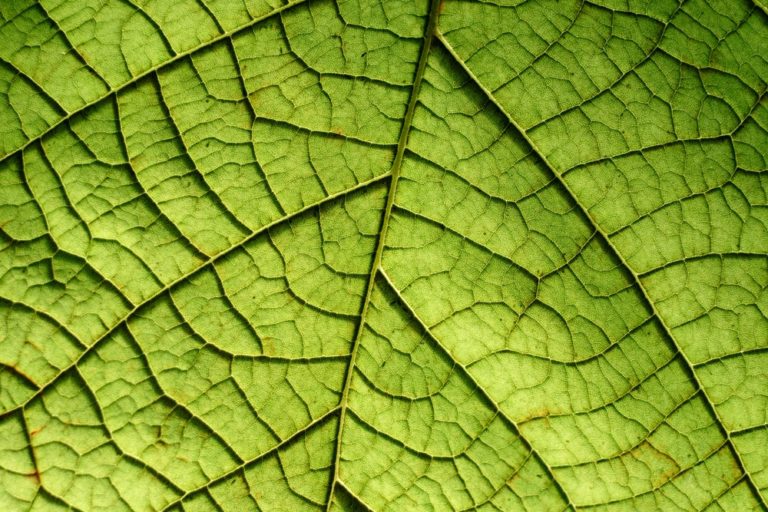 Botanical: Φωτογραφίες βγαλμένες από πίνακες του Μονέ