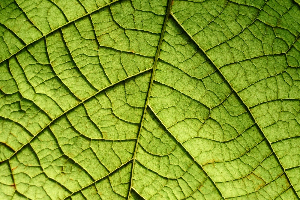Botanical: Φωτογραφίες βγαλμένες από πίνακες του Μονέ