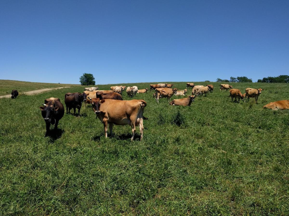 Οι παραλίες των γυμνιστών υποδέχονται αγελάδες λόγω… καύσωνα