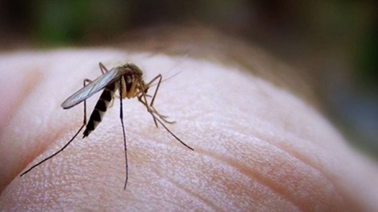 ΚΕΔΕ: Και στην Αττική να γίνουν ψεκασμοί κατά των κουνουπιών