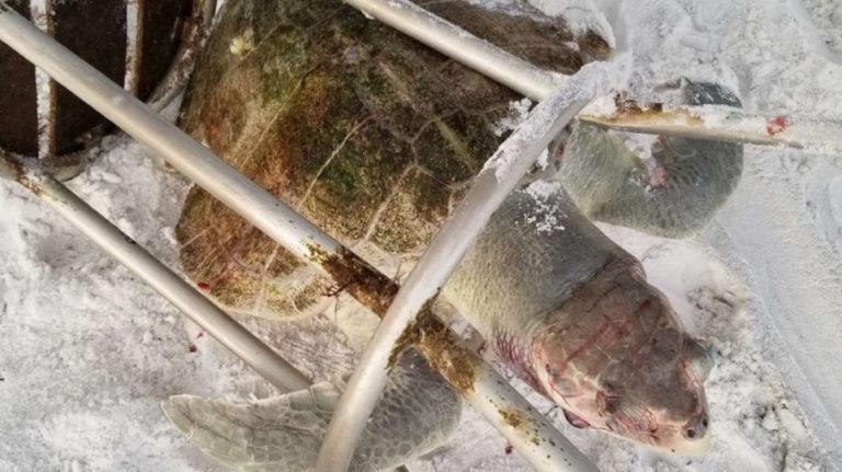Μία από τις πιο σπάνιες χελώνες του πλανήτη σκοτώθηκε από σκαμπό