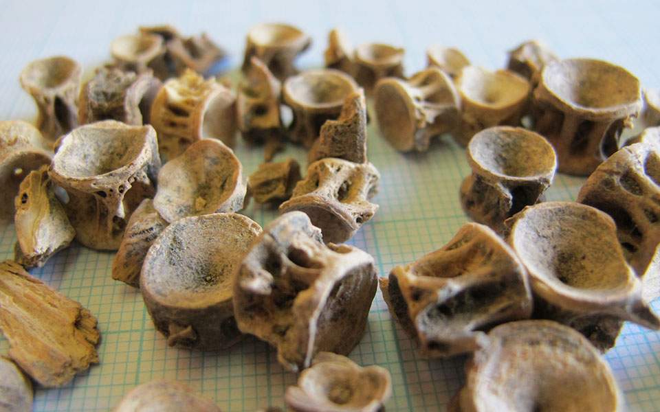 Καλοφαγάδες που αγαπούσαν τα ψάρια οι αρχαίοι Έλληνες