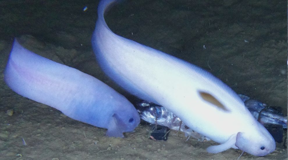 Αλλόκοτα πλάσματα στα βάθη των ωκεανών (vid)