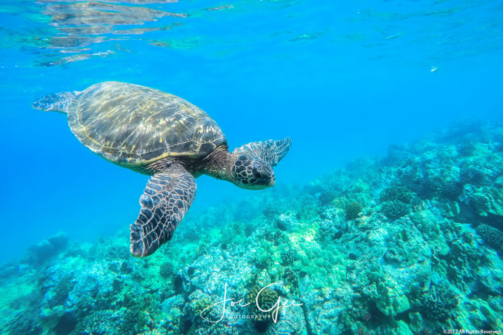 Το πλαστικό σκότωσε τις μισές χελώνες του ωκεανού