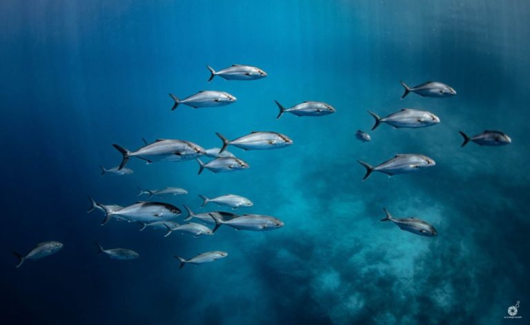 The Underwater Gallery: η πρώτη στον κόσμο υποθαλάσσια έκθεση φωτογραφίας «με μια ανάσα»