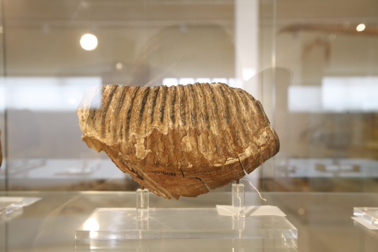 Ταξιδεύοντας 500 εκατομμύρια χρόνια πίσω