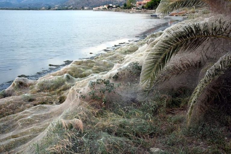 Γιγάντιο πέπλο αράχνης σκεπάζει το Αιτωλικό