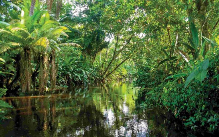 Φωτιές στον Αμαζόνιο: Ο μεγάλος κίνδυνος για τον πλανήτη