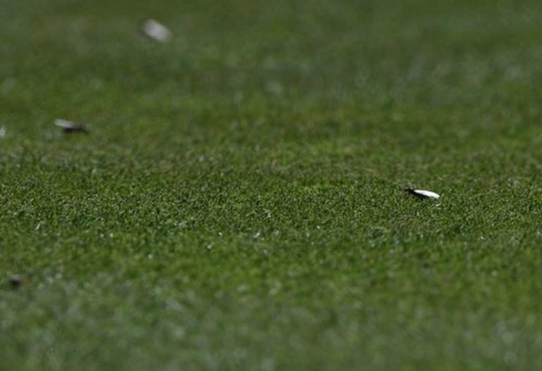 Έβρεξε  μυρμήγκια στη Μ. Βρετανία