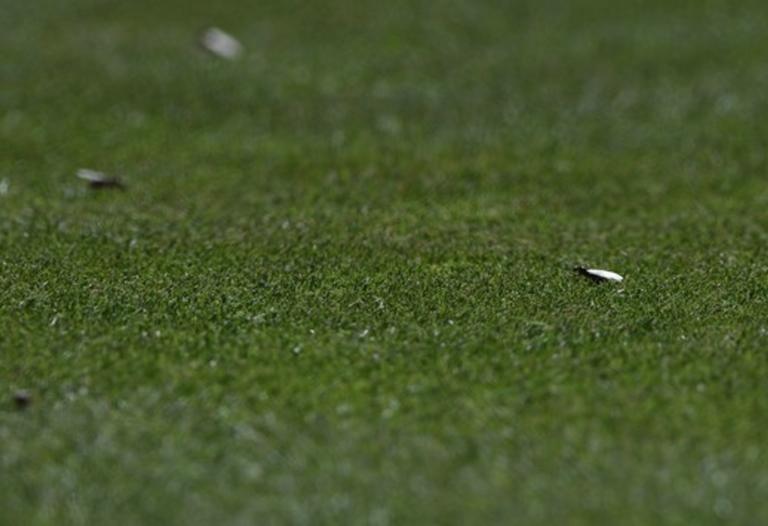 Έβρεξε  μυρμήγκια στη Μ. Βρετανία