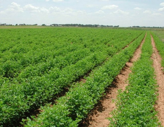 “Ναυάγησε” ο ψηφιακός μετασχηματισμός της γεωργίας