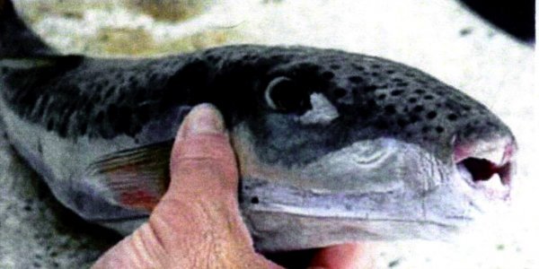 Γέμισαν τις θάλασσες οι λαγοκέφαλοι – Σε συναγερμό οι Αρχές