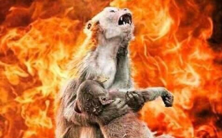 Ψεύτικη η φωτογραφία με τη μαϊμού που κλαίει για τον Αμαζόνιο