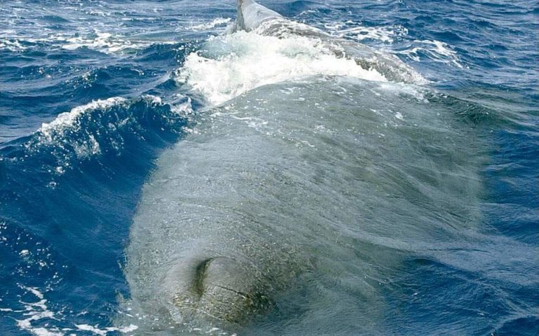 Αποδεκατίζονται οι φάλαινες του Ατλαντικού