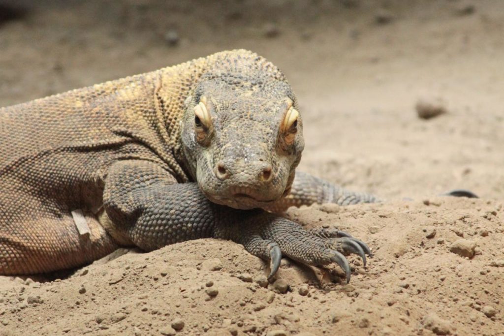 Αποκωδικοποίησαν το DNA που έχει ο δράκος του Κομόντο