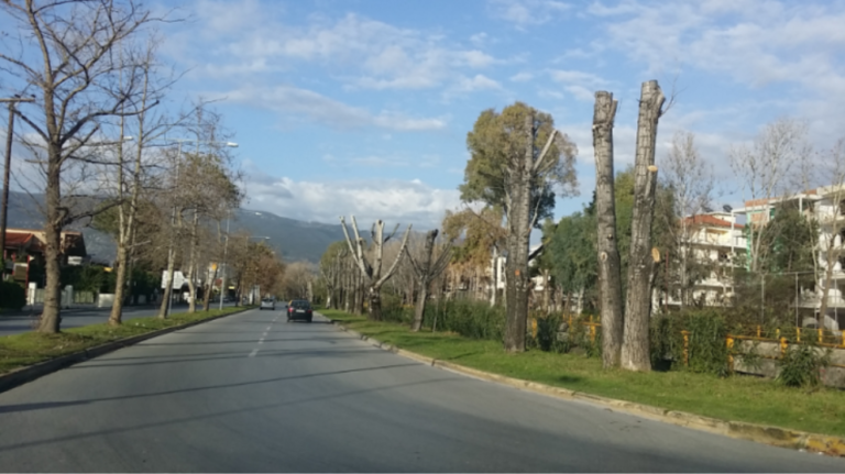 Θεσσαλονίκη: Επικίνδυνες οι λεύκες  στο οδικό δίκτυο