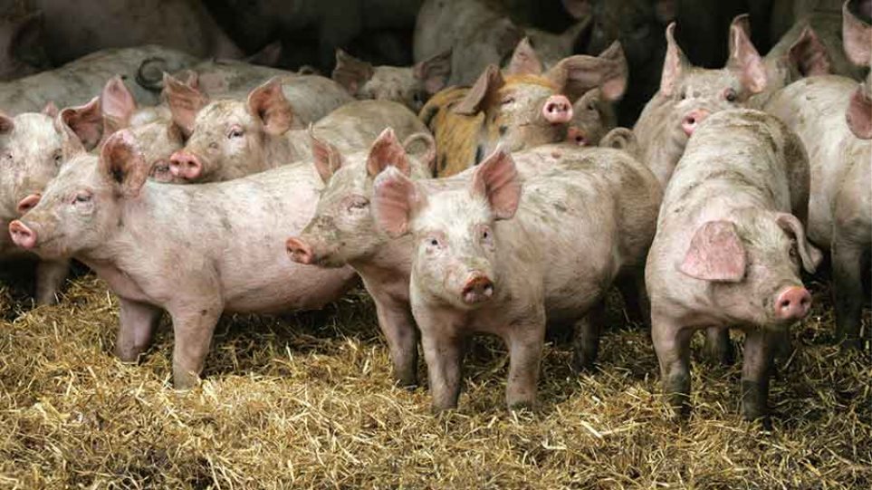 Η Ελλάδα παίρνει μέτρα κατά της πανώλης των χοίρων