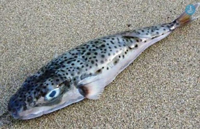 Λαγοκέφαλοι: Εισβάλουν και στον Παγασητικό