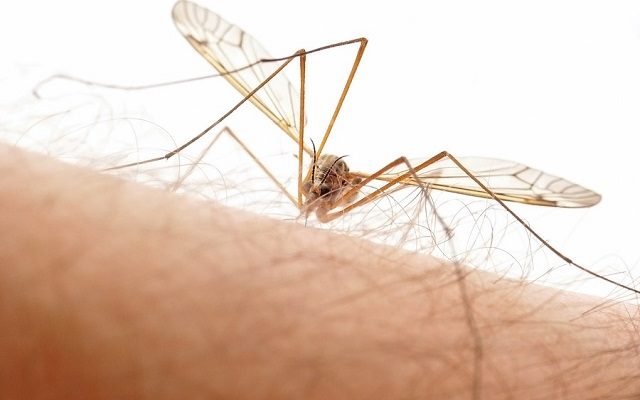 Κινητοποίηση στο υπουργείο Υγείας για κουνούπια που μεταδίδουν Δάγκειο Πυρετό, Ζίκα και Τσικουνγκούνια