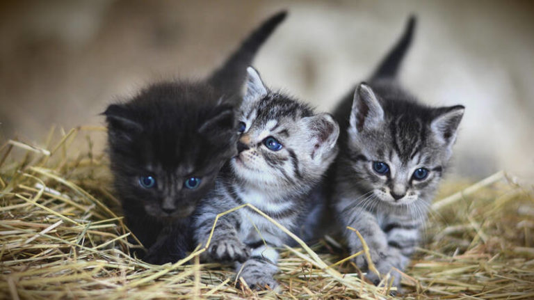 «Οι γάτες δένονται συναισθηματικά με τους ανθρώπους»: Νέα έρευνα καταρρίπτει τον μύθο