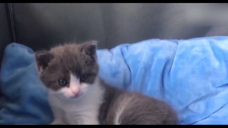 Ιδού ο Garlic: Η γάτα – κλώνος με κόστος 32.000 ευρώ