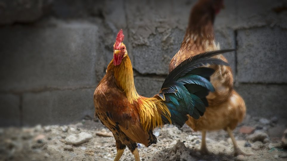 Ο κόκορα Μορίς μπορεί να λαλεί ελεύθερα