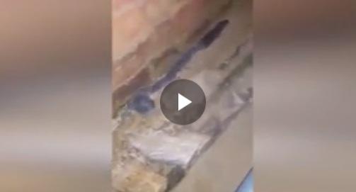 Μάνα αρουραίος με τα μικρά της παρίσταναν το… φίδι για να ξεφύγουν!