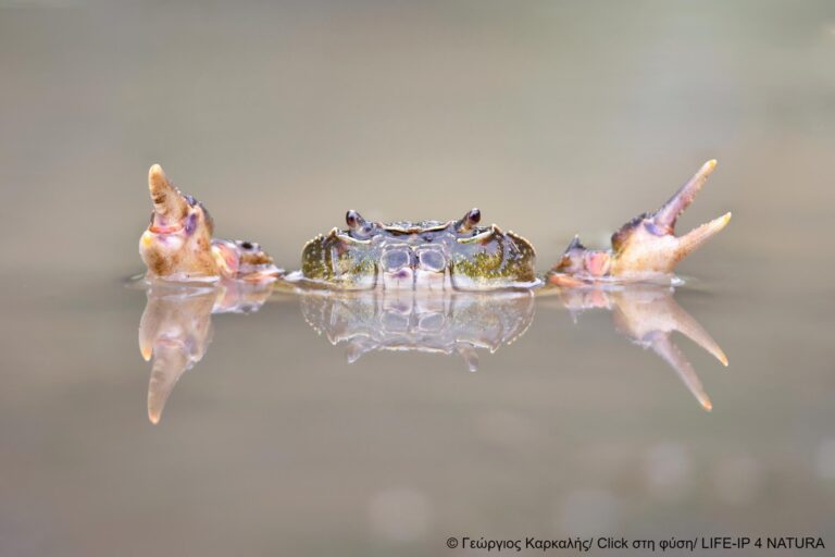 Τα 40 κλικ που ξεχώρισαν στον 2ο διαγωνισμό «Click στη φύση»